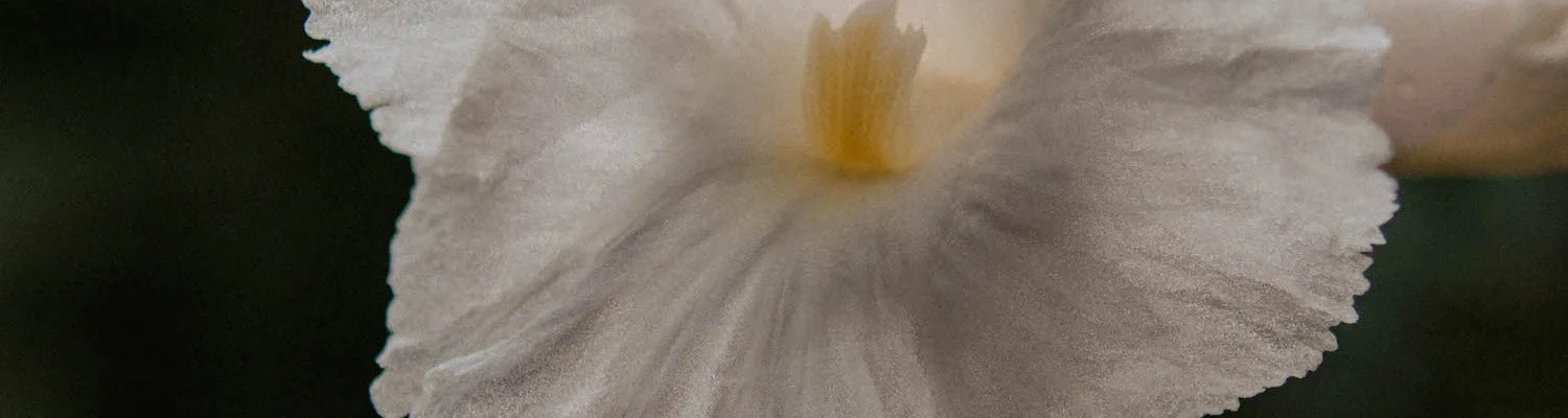 White flower on dark background