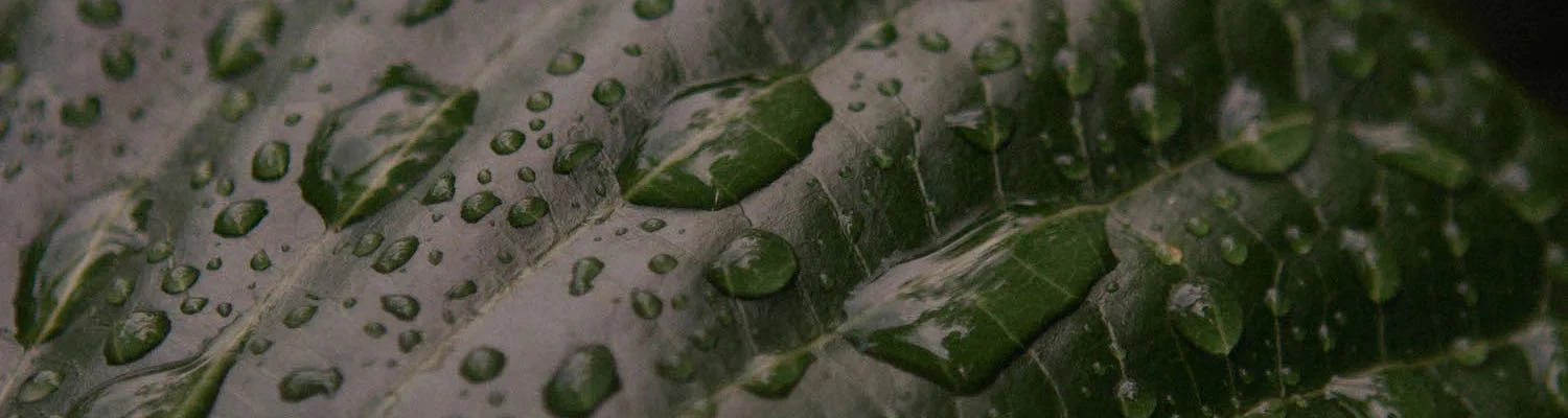 Dew on dark green leaves